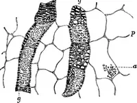 An illustration from The microscopy of vegetable foods : with special reference to the detection of adulteration and the diagnosis of mixtures (1906)