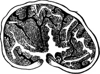 An illustration from The microscopy of vegetable foods : with special reference to the detection of adulteration and the diagnosis of mixtures (1906)