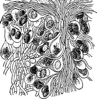 An illustration from The microscopy of vegetable foods : with special reference to the detection of adulteration and the diagnosis of mixtures (1906)