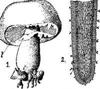 An illustration from The microscopy of vegetable foods : with special reference to the detection of adulteration and the diagnosis of mixtures (1906)