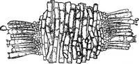 An illustration from The microscopy of vegetable foods : with special reference to the detection of adulteration and the diagnosis of mixtures (1906)