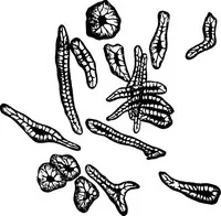An illustration from The microscopy of vegetable foods : with special reference to the detection of adulteration and the diagnosis of mixtures (1906)