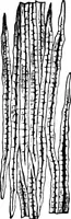 An illustration from The microscopy of vegetable foods : with special reference to the detection of adulteration and the diagnosis of mixtures (1906)