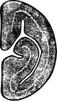 An illustration from The microscopy of vegetable foods : with special reference to the detection of adulteration and the diagnosis of mixtures (1906)