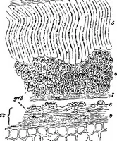 An illustration from The microscopy of vegetable foods : with special reference to the detection of adulteration and the diagnosis of mixtures (1906)