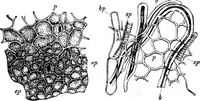 Picture 264 of 470 from The microscopy of vegetable foods : with special reference to the detection of adulteration and the diagnosis of mixtures (1906), leaf 453