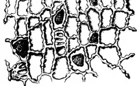 An illustration from The microscopy of vegetable foods : with special reference to the detection of adulteration and the diagnosis of mixtures (1906)