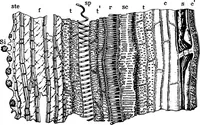 An illustration from The microscopy of vegetable foods : with special reference to the detection of adulteration and the diagnosis of mixtures (1906)