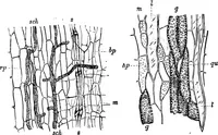 Picture 269 of 470 from The microscopy of vegetable foods : with special reference to the detection of adulteration and the diagnosis of mixtures (1906), leaf 463