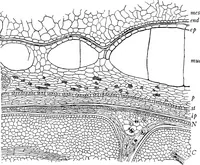 An illustration from The microscopy of vegetable foods : with special reference to the detection of adulteration and the diagnosis of mixtures (1906)