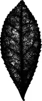 Picture 278 of 470 from The microscopy of vegetable foods : with special reference to the detection of adulteration and the diagnosis of mixtures (1906), leaf 476