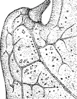 An illustration from The microscopy of vegetable foods : with special reference to the detection of adulteration and the diagnosis of mixtures (1906)
