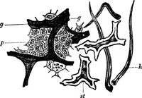 An illustration from The microscopy of vegetable foods : with special reference to the detection of adulteration and the diagnosis of mixtures (1906)