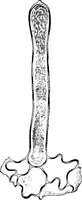 An illustration from The microscopy of vegetable foods : with special reference to the detection of adulteration and the diagnosis of mixtures (1906)