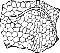 Picture 288 of 470 from The microscopy of vegetable foods : with special reference to the detection of adulteration and the diagnosis of mixtures (1906), leaf 485