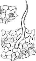 An illustration from The microscopy of vegetable foods : with special reference to the detection of adulteration and the diagnosis of mixtures (1906)