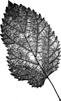 Picture 294 of 470 from The microscopy of vegetable foods : with special reference to the detection of adulteration and the diagnosis of mixtures (1906), leaf 488