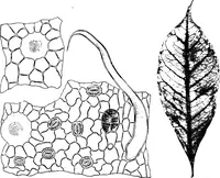 An illustration from The microscopy of vegetable foods : with special reference to the detection of adulteration and the diagnosis of mixtures (1906)