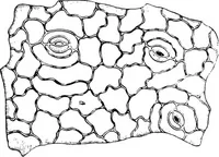 An illustration from The microscopy of vegetable foods : with special reference to the detection of adulteration and the diagnosis of mixtures (1906)