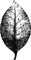An illustration from The microscopy of vegetable foods : with special reference to the detection of adulteration and the diagnosis of mixtures (1906)