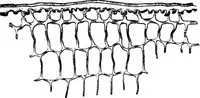An illustration from The microscopy of vegetable foods : with special reference to the detection of adulteration and the diagnosis of mixtures (1906)