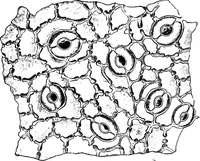 An illustration from The microscopy of vegetable foods : with special reference to the detection of adulteration and the diagnosis of mixtures (1906)
