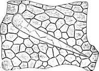 Picture 303 of 470 from The microscopy of vegetable foods : with special reference to the detection of adulteration and the diagnosis of mixtures (1906), leaf 491
