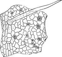 An illustration from The microscopy of vegetable foods : with special reference to the detection of adulteration and the diagnosis of mixtures (1906)