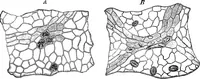 An illustration from The microscopy of vegetable foods : with special reference to the detection of adulteration and the diagnosis of mixtures (1906)
