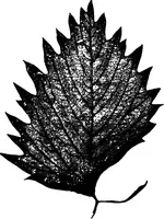 An illustration from The microscopy of vegetable foods : with special reference to the detection of adulteration and the diagnosis of mixtures (1906)