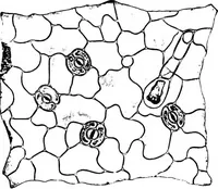 Picture 310 of 470 from The microscopy of vegetable foods : with special reference to the detection of adulteration and the diagnosis of mixtures (1906), leaf 495