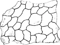An illustration from The microscopy of vegetable foods : with special reference to the detection of adulteration and the diagnosis of mixtures (1906)