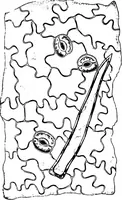 An illustration from The microscopy of vegetable foods : with special reference to the detection of adulteration and the diagnosis of mixtures (1906)
