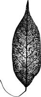 An illustration from The microscopy of vegetable foods : with special reference to the detection of adulteration and the diagnosis of mixtures (1906)