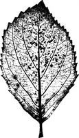 An illustration from The microscopy of vegetable foods : with special reference to the detection of adulteration and the diagnosis of mixtures (1906)