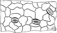 An illustration from The microscopy of vegetable foods : with special reference to the detection of adulteration and the diagnosis of mixtures (1906)