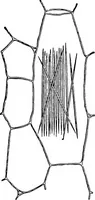 An illustration from The microscopy of vegetable foods : with special reference to the detection of adulteration and the diagnosis of mixtures (1906)