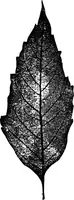 Picture 320 of 470 from The microscopy of vegetable foods : with special reference to the detection of adulteration and the diagnosis of mixtures (1906), leaf 500
