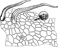An illustration from The microscopy of vegetable foods : with special reference to the detection of adulteration and the diagnosis of mixtures (1906)
