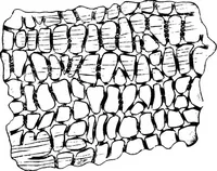 An illustration from The microscopy of vegetable foods : with special reference to the detection of adulteration and the diagnosis of mixtures (1906)