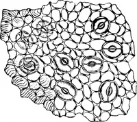Picture 334 of 470 from The microscopy of vegetable foods : with special reference to the detection of adulteration and the diagnosis of mixtures (1906), leaf 507