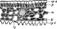 An illustration from The microscopy of vegetable foods : with special reference to the detection of adulteration and the diagnosis of mixtures (1906)