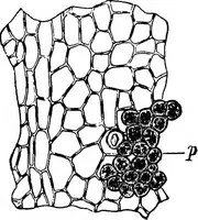An illustration from The microscopy of vegetable foods : with special reference to the detection of adulteration and the diagnosis of mixtures (1906)
