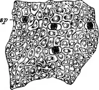 An illustration from The microscopy of vegetable foods : with special reference to the detection of adulteration and the diagnosis of mixtures (1906)