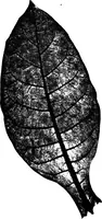 An illustration from The microscopy of vegetable foods : with special reference to the detection of adulteration and the diagnosis of mixtures (1906)