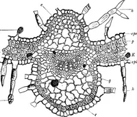 Picture 340 of 470 from The microscopy of vegetable foods : with special reference to the detection of adulteration and the diagnosis of mixtures (1906), leaf 511