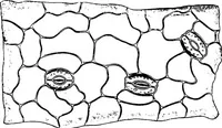 Picture 12 of 470 from The microscopy of vegetable foods : with special reference to the detection of adulteration and the diagnosis of mixtures (1906), leaf 52