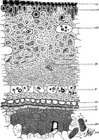 Picture 342 of 470 from The microscopy of vegetable foods : with special reference to the detection of adulteration and the diagnosis of mixtures (1906), leaf 528