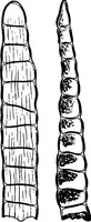 An illustration from The microscopy of vegetable foods : with special reference to the detection of adulteration and the diagnosis of mixtures (1906)