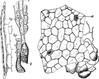 An illustration from The microscopy of vegetable foods : with special reference to the detection of adulteration and the diagnosis of mixtures (1906)